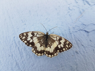 Fototapeta na wymiar butterfly white black close up on blue wall