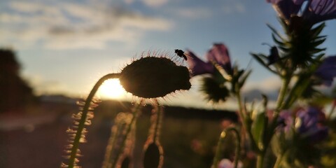 poppy seed in the sky