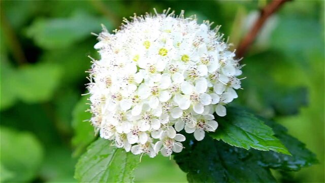 close up of white flower