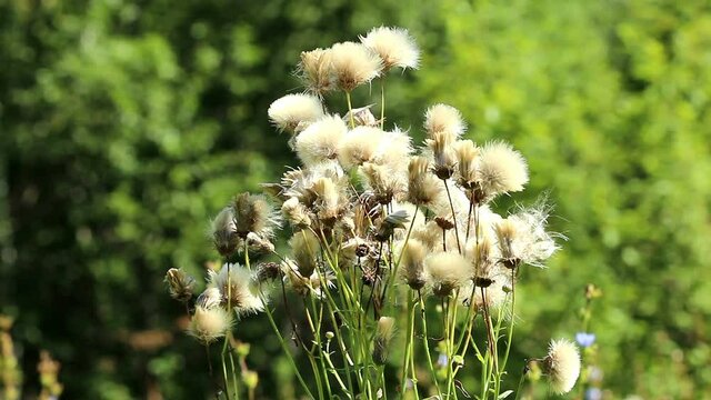 wild flowers in the grass