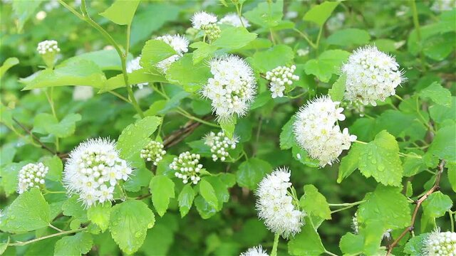 white flowers in the garden