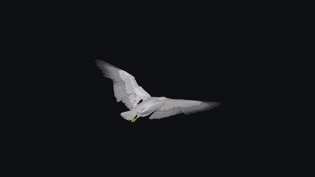 Seagull flying in cycle.  Back side angle view. Transparent loop.