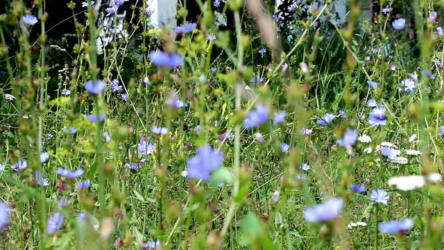 blue flowers in the grass