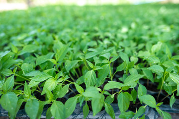 Small seedlings of chilli plants in nursery pots