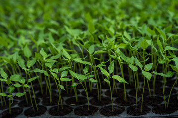Small seedlings of chilli plants in nursery pots