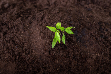Small seedlings of chilli plants in nursery pots