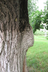 Russia, Vologda City, Center, july 2020 (388)