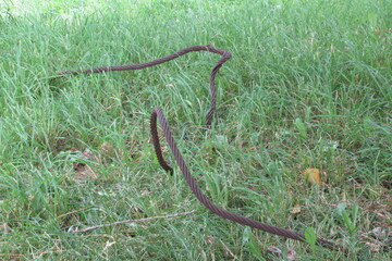 Russia, Vologda City, Center, july 2020 (384)