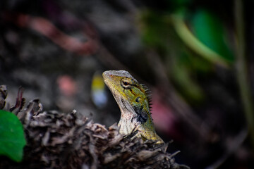 lizard on the tree