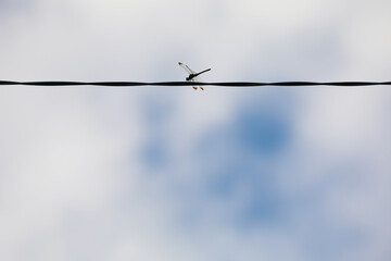 秋風に吹かれる、電線に止まるトンボ