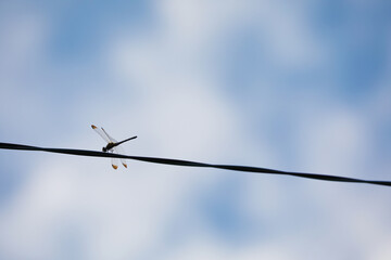 秋風に吹かれる、電線に止まるトンボ