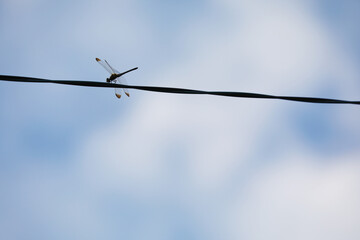 秋風に吹かれる、電線に止まるトンボ