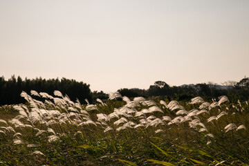 夕日を浴びるススキ