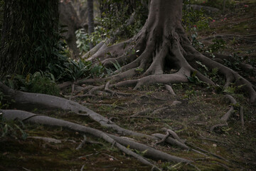 古木の根の隆起