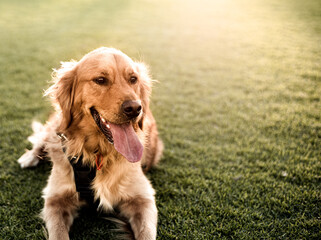 golden retriever dog