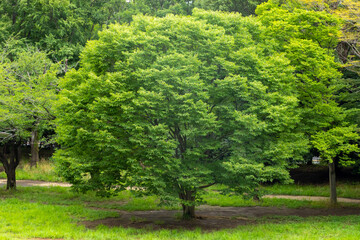 夏の公園の緑の木