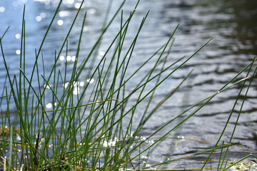 Obraz premium Detail of river reeds on the water with flashes of sunlight on the wild bank.