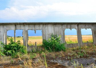 Field of ripe wheat view through a punched hole
