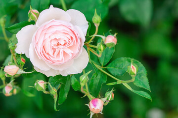 Charming pink English rose Austin in the garden with closed buds.