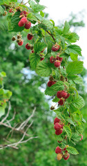 Ripe raspberries on a branch in the forest