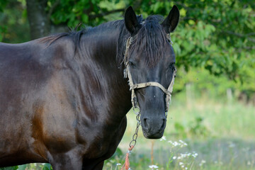 Horse on a pasture in bright weather