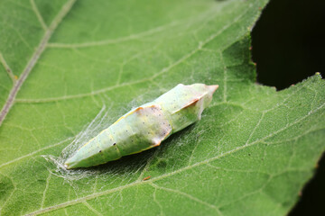 chrysalis of common cabbage worm on green leaves