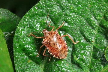 Halyomorpha halys on green leaves