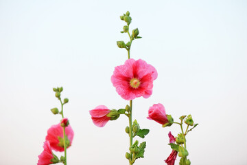 Hollyhock flower blossoms in the park, Luannan County, Hebei Province, China