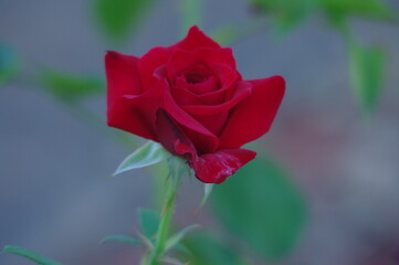 red rose