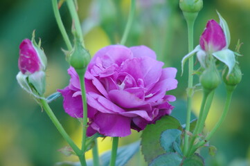 purple rose and buds