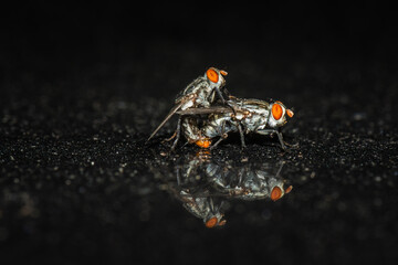Macro pictures of two flies mating on a black background, with a black ground reflecting slightly They are animals that carry a lot of pathogens to humans.