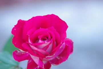 red and white rose