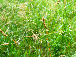dried grass and blurred green grasses at meadow on background on summer day (focus on yellow spikelet on foreground)
