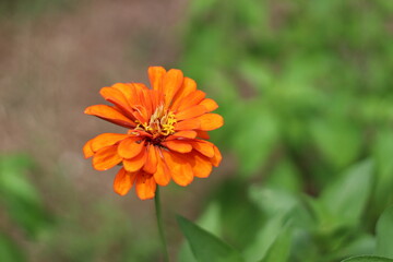 orange flower in the garden