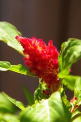 red astibe flower