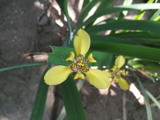 yollow earth orchid