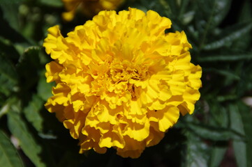 yellow marigold