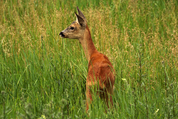 Roe deer in the grass