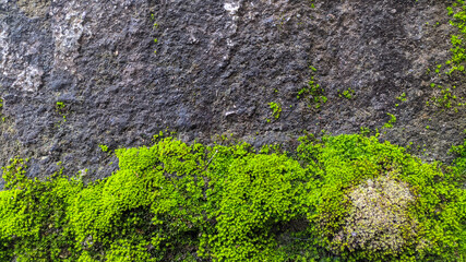 green moss background