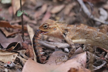 Obraz premium lizard on the tree