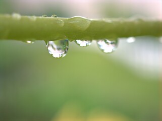 Closeup water droplets on green leaf of plant in nature with blurred background ,dew drops and macro image ,water drops on a green leaves , rain drops in forest for card design