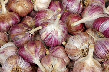 Farm market - detail of fresh domestic garlic heads with light pink and purple skin. 