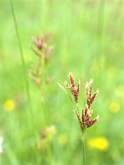Closeup Andropogon plant of weed (grass family )with green blurred background ,grass field ,sweet color for card design ,red wild flowers on yellow background