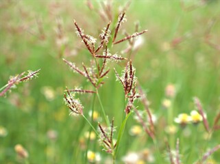 Closeup Andropogon plant of weed (grass family )with green blurred background ,grass field ,sweet color for card design ,red wild flowers on yellow background