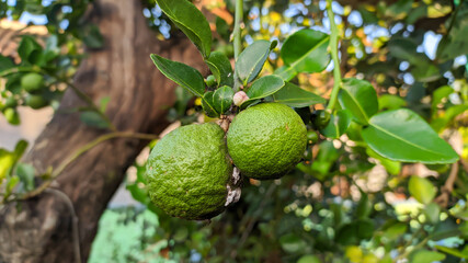 snapshot green persian lime