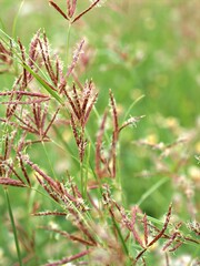 Closeup Andropogon plant of weed (grass family )with green blurred background ,grass field ,sweet color for card design ,red wild flowers on yellow background