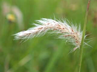 Closeup white Fountain grass ( Pennisetum pedicellatum) plants in garden with green blurred background ,macro image ,close up of dandelion, soft focus for card design