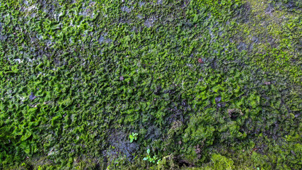 green moss background