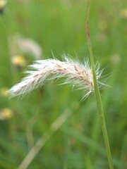 Closeup white Fountain grass ( Pennisetum pedicellatum) plants in garden with green blurred background ,macro image ,close up of dandelion, soft focus for card design	