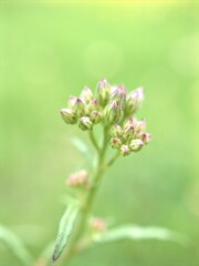 Obraz premium Closeup beautiful purple bud flowers plants in garden with blurred background ,sweet color for card design ,macro image and blurred ,wild flowers in the garden